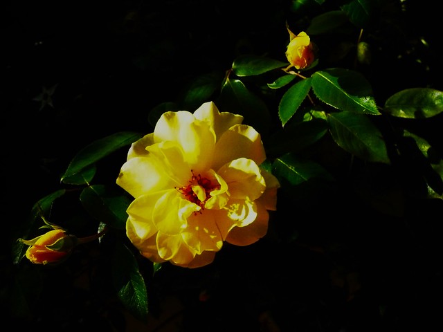 Three yellow roses