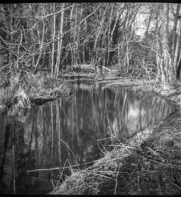 lagoon, creek, reflections, Beaver Lake Bird Sanctuary, Asheville, NC, Kodak Duaflex III, Kodak Tri-X 400, FPP monobath developer, 3.22.24