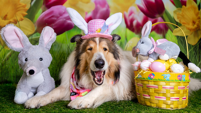 Happy Easter from Miss Morgan and the Easter Bilbies.