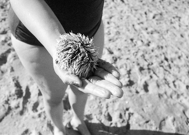 Sea Urchin, Jan 2024 (Isabela, PR)