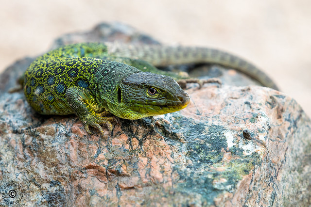Parelhagedis (NLD) / Jewelled lizard (ENG) / Timon lepidus (LAT)