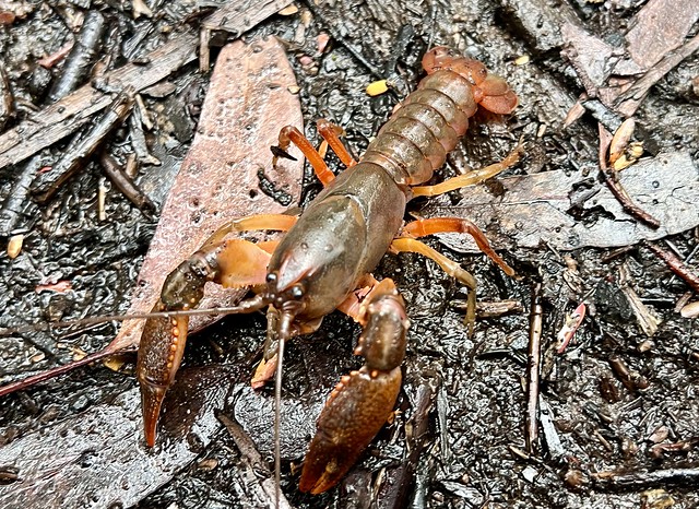 Land crayfish. Ombrastacoides leptomerus