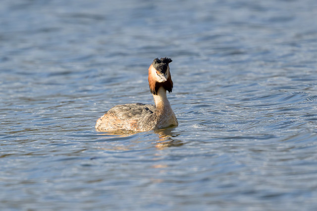 Linlithgow Loch Grebes and other Waterfowl 2024-12
