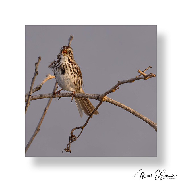 Song Sparrow Signing at the Dawn at Swan Lake National Wildlife Refuge 03-30-24