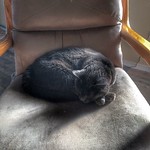 Bonkers, March 2016 Bonkers sleeping on a chair at our old house in California on 29 march 2016.