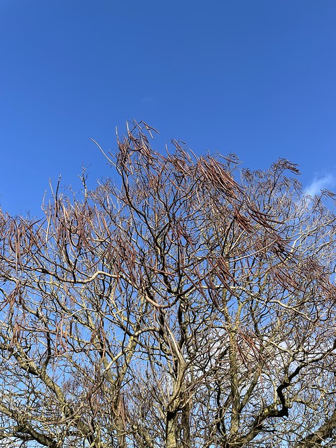Indian bean tree in January