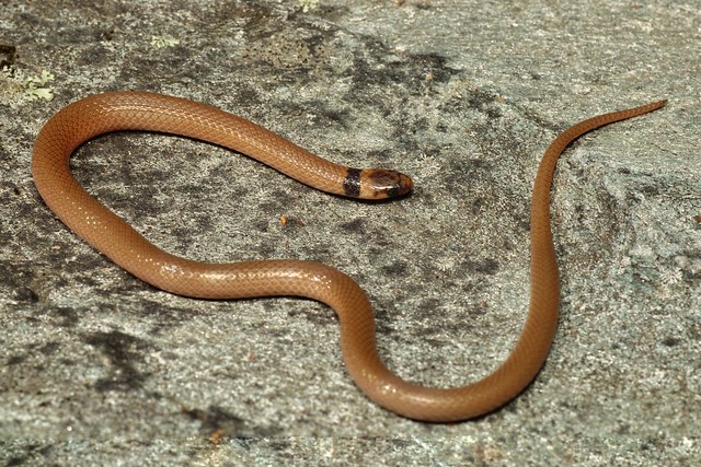 Southeastern Crowned Snake