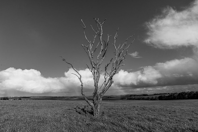 Bare Tree in Black and White