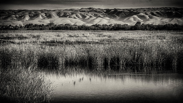East Bays Hill and Coyote Hills Marsh B&W