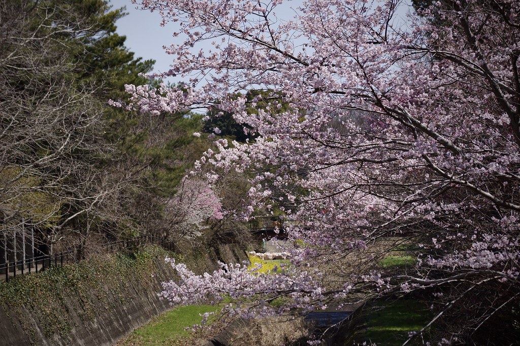 🌸桜の季節 Season of cherry blossoms 💕 陽　春!! (Sunny-Spring!!)ー36