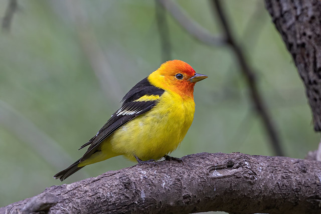 Western Tanager (m)