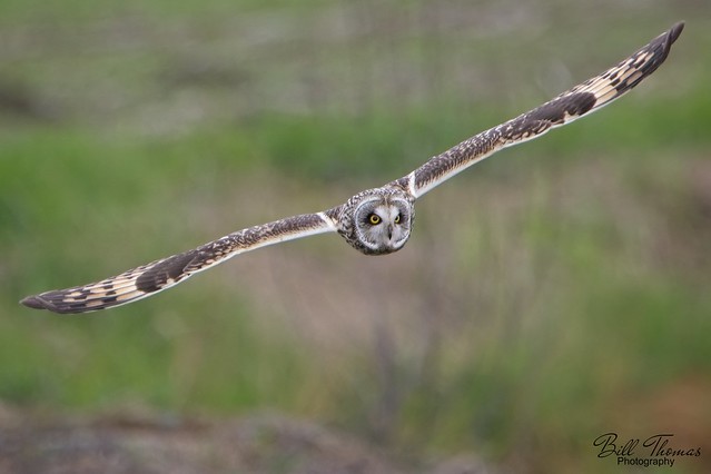 Short-eared Owl - 2024 - 003
