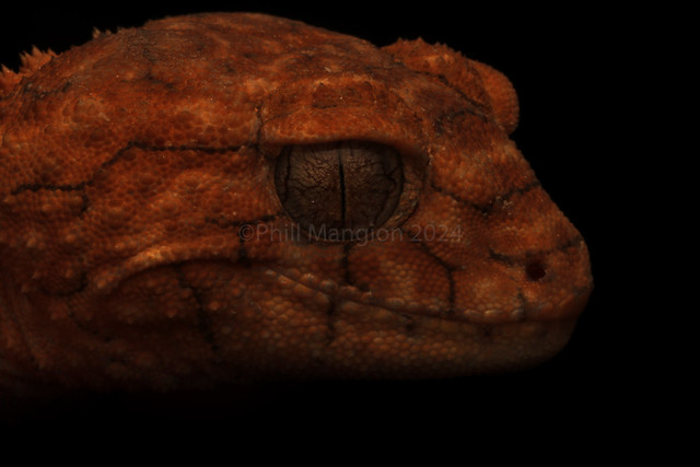 Centralian rough knob-tail gecko (Nephrurus amyae)
