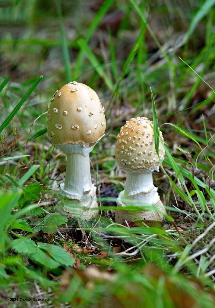 DSC_5728-2R1 Mushroom