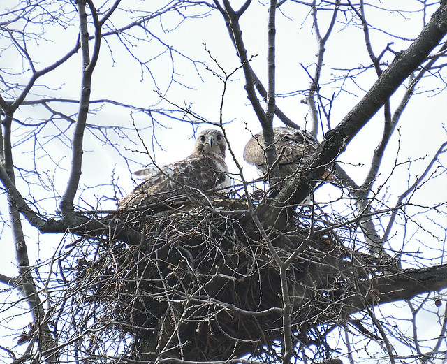 Red-tailed hawk nest