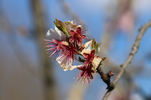 Baumblüte