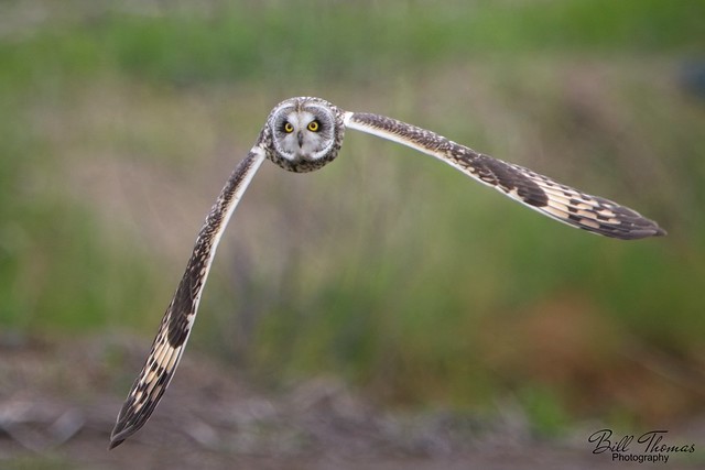 Short-eared Owl - 2024 - 004