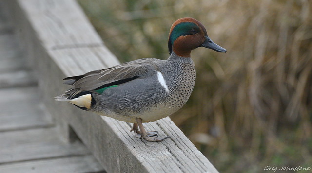 Green Winged Teal - 12