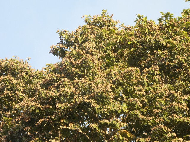 Goethalsia meiantha (Donn. Sm.) Burret 