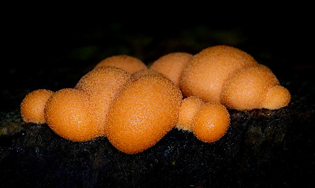 Wolf's Milk Slime Mold (Lycogala epidendrum) ©