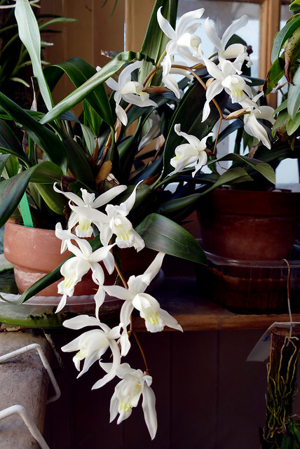 Coelogyne Unchained Melody natural primary hybrid