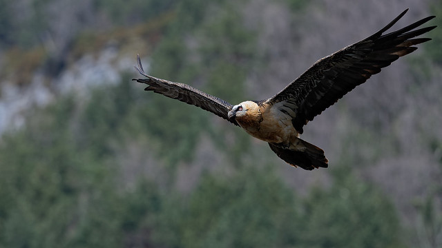 Gypaète barbu - Gypaetus barbatus - Bearded Vulture - Bartgeier - Quebrantahuesos - Gipeto