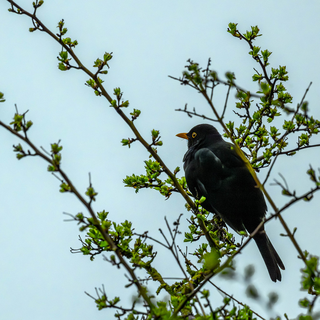 Blackbird in the Bush