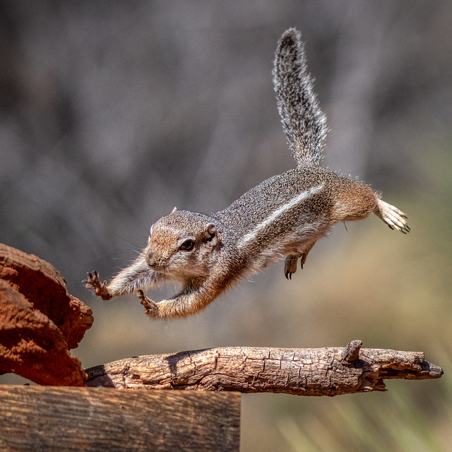 Harris's antelope ground squirrel