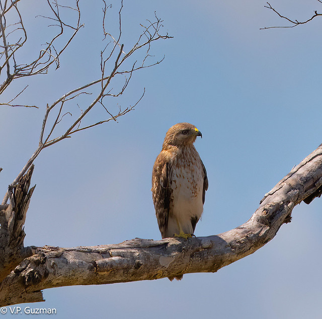 Red shouldered hawk (Buteo lineatus) Research Rd., Everyglades National Park, Homestead, FL
