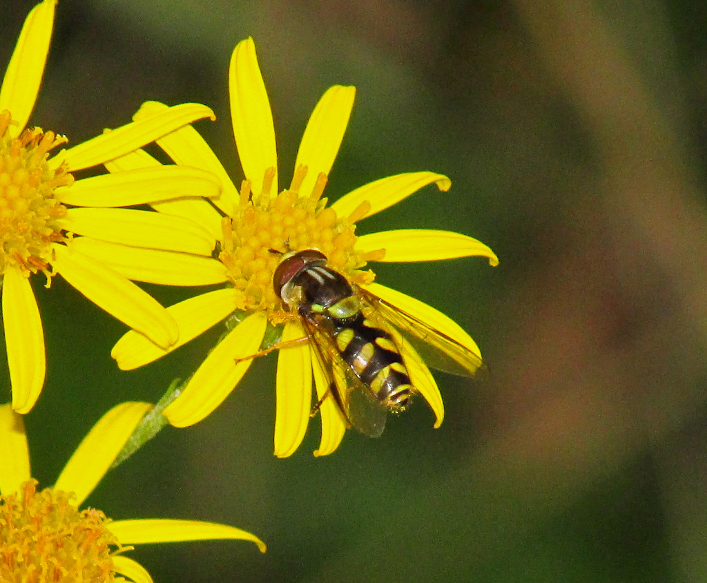 Hoverfly (Dasysyrphus albostriatus) 2021-08-23. Parc Slip, Aberkenfig, South Wales
