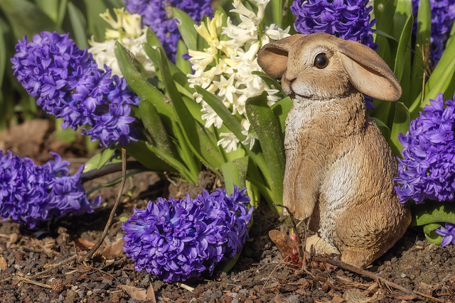 Easter Bunny and the Hyacinths