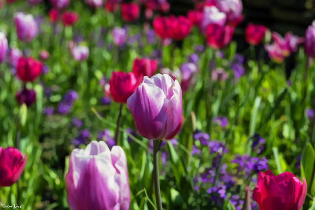 I love tulips