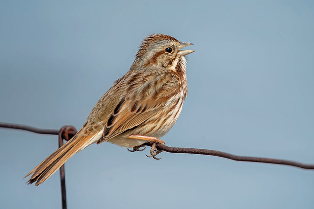 Song Sparrow