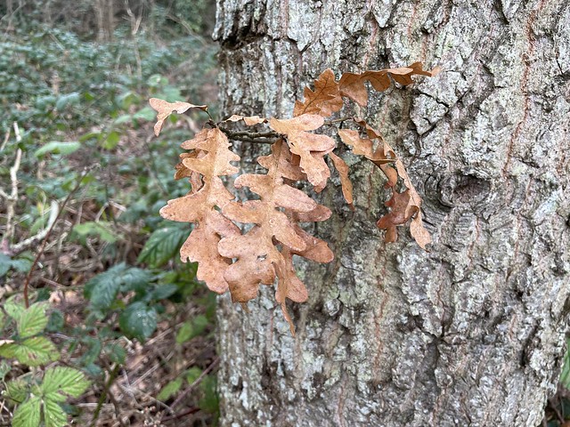 Turkey oak in February