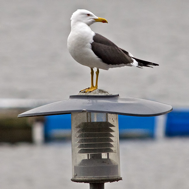 Lesser Black Backed Gull - this seasons first