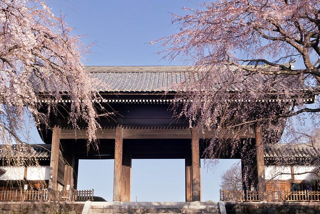 A Temple of Cherry Blossoms (March 31st)