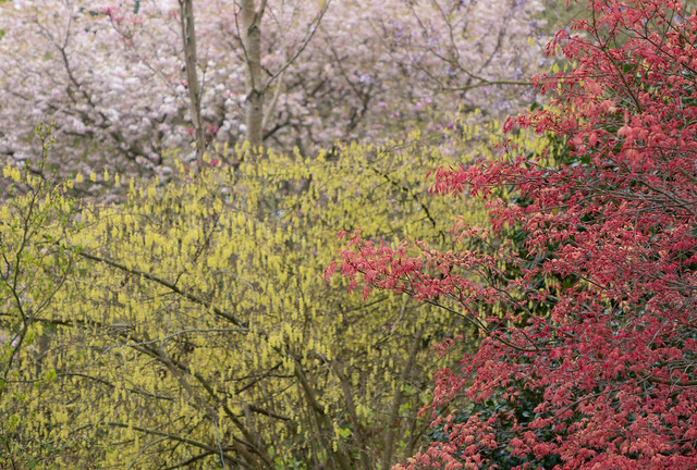 Spring colours on  Battleston Hill
