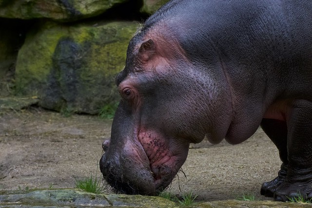 Hippopotamus - Zoo Amneville