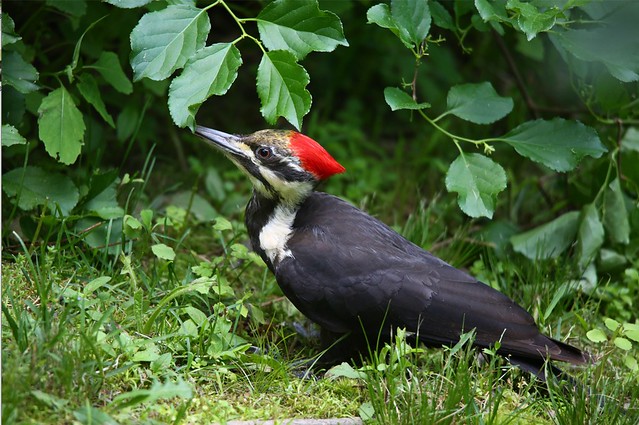 Pileated Woodpecker, female  3