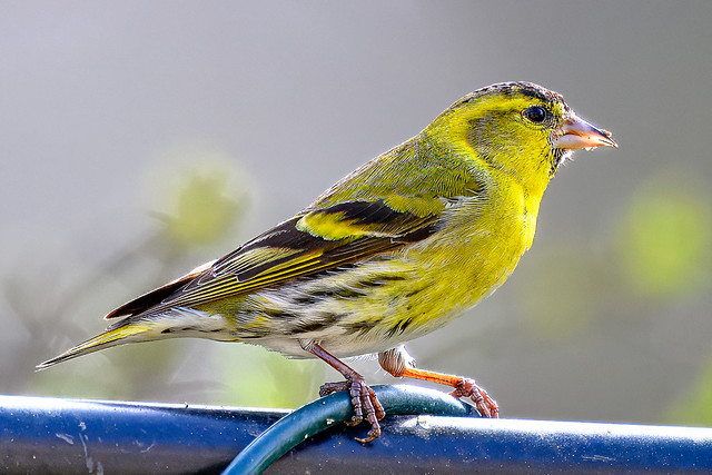 There have been more Siskins in the garden than ever before, fifteen this morning plus a couple of Redpolls 😊
