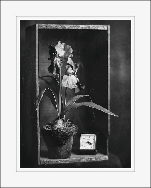 Still Life on Dry Plate