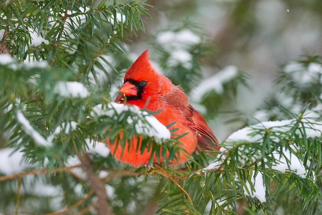 Cardinal In The Snow!