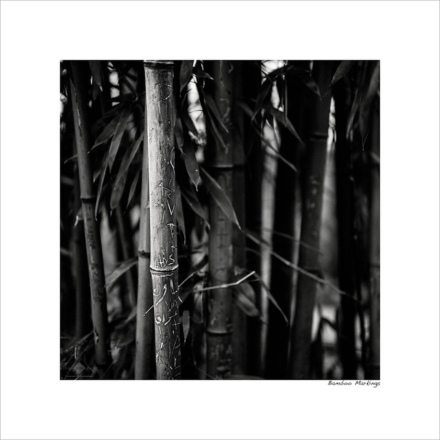 Bamboo Markings