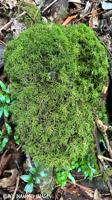 Unidentified Moss