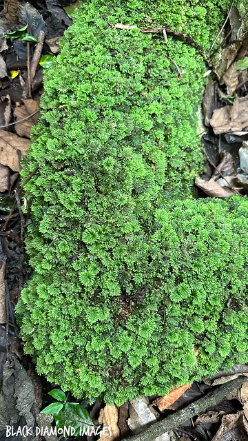 Hypopterygium didictyon - Umbrella Moss