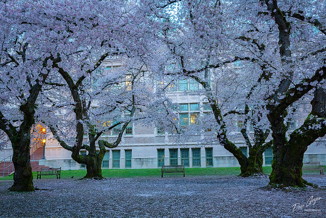 Cherry Blossoms, University of Washington