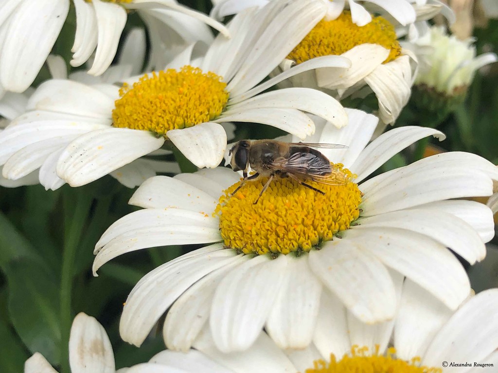 abeille-marguerite©