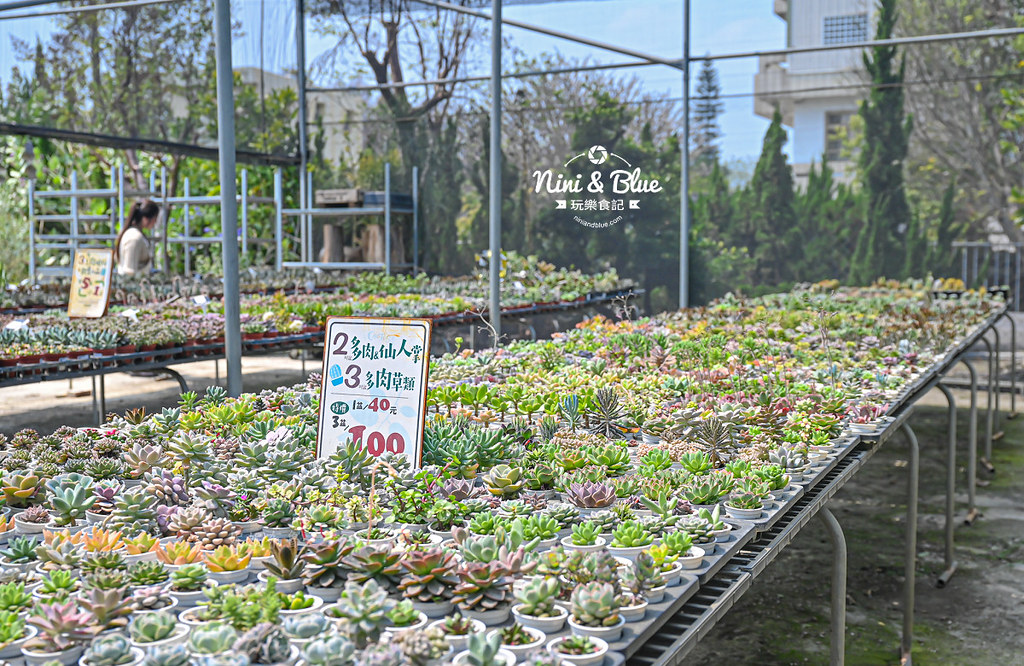 綠果庭院 田尾多肉植物 文青拍照景點19