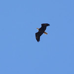 Bald Eagle over Riverside - 7111 