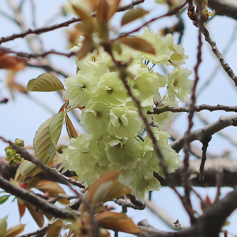 2019-04-11 Cerasus serrulata 'Grahodiflora' 1080